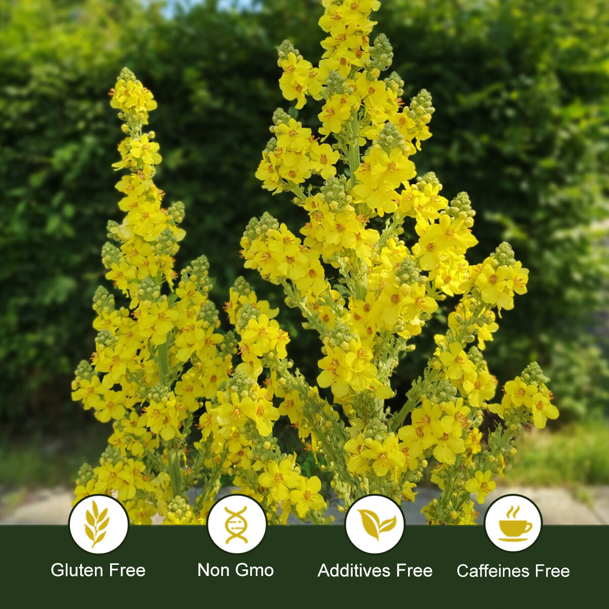 Mullein Leaf Herbal Supplement For Lung Cleanse Detox & Respiratory Fuction - Picture 12 of 17