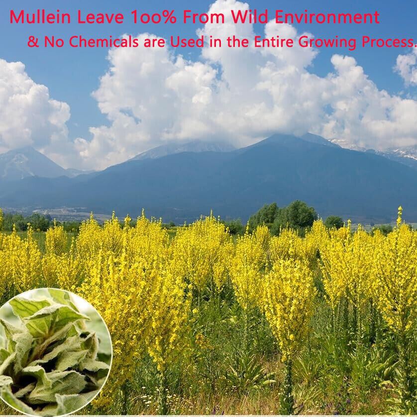 Mullein Leaf Herbal Supplement For Lung Cleanse Detox & Respiratory Fuction - Picture 15 of 17