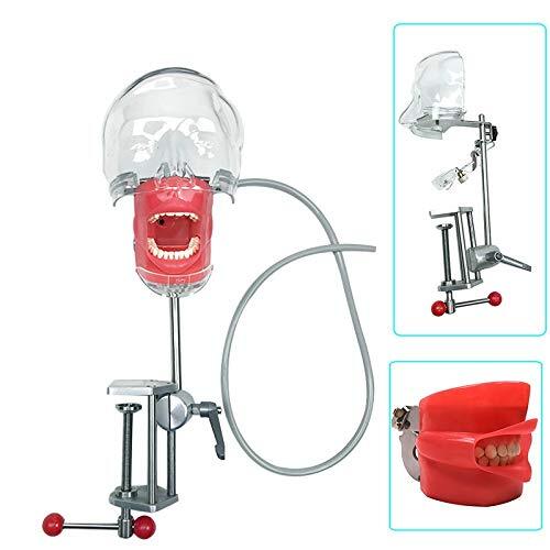 2 type US Dental Simulator Mannequin Head Teeth Model Bench Mounted for practice