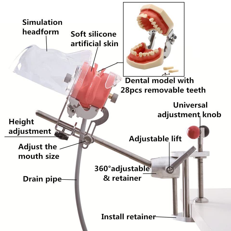 2 type US Dental Simulator Mannequin Head Teeth Model Bench Mounted for practice
