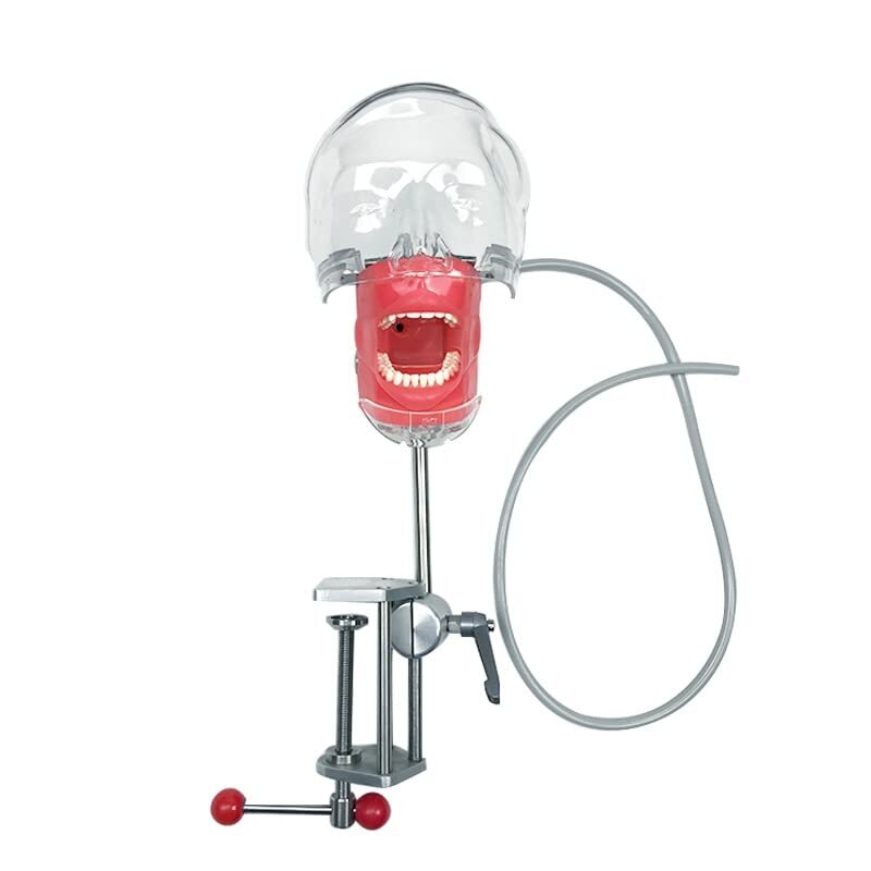 2 type US Dental Simulator Mannequin Head Teeth Model Bench Mounted for practice