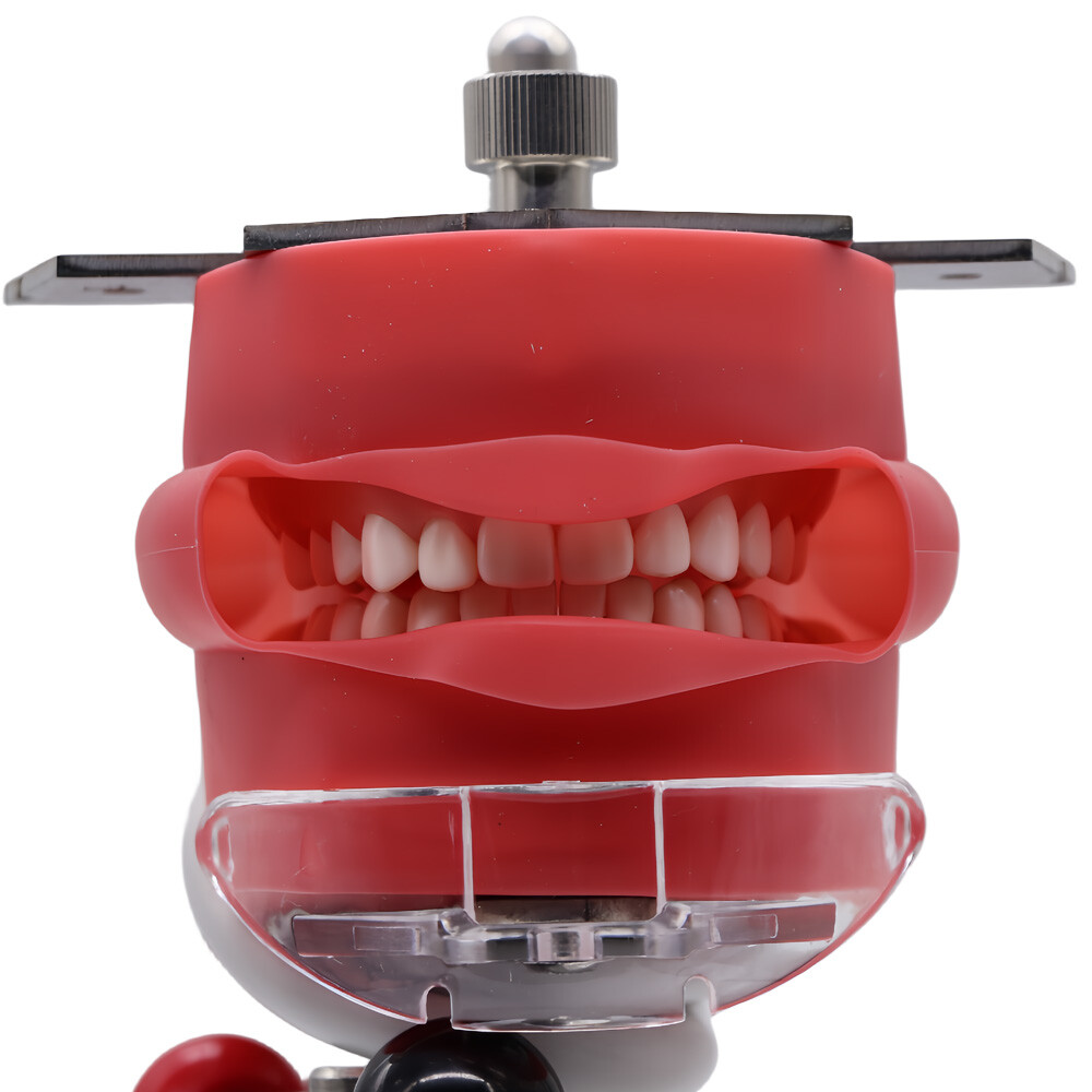 2 type US Dental Simulator Mannequin Head Teeth Model Bench Mounted for practice