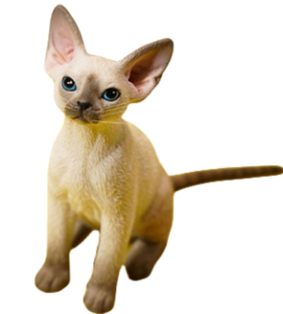 HiPlay JXK Collectible Cat Figure: Deon Rex, 1:6 Mini-Animal Figurine - Picture 27 of 27
