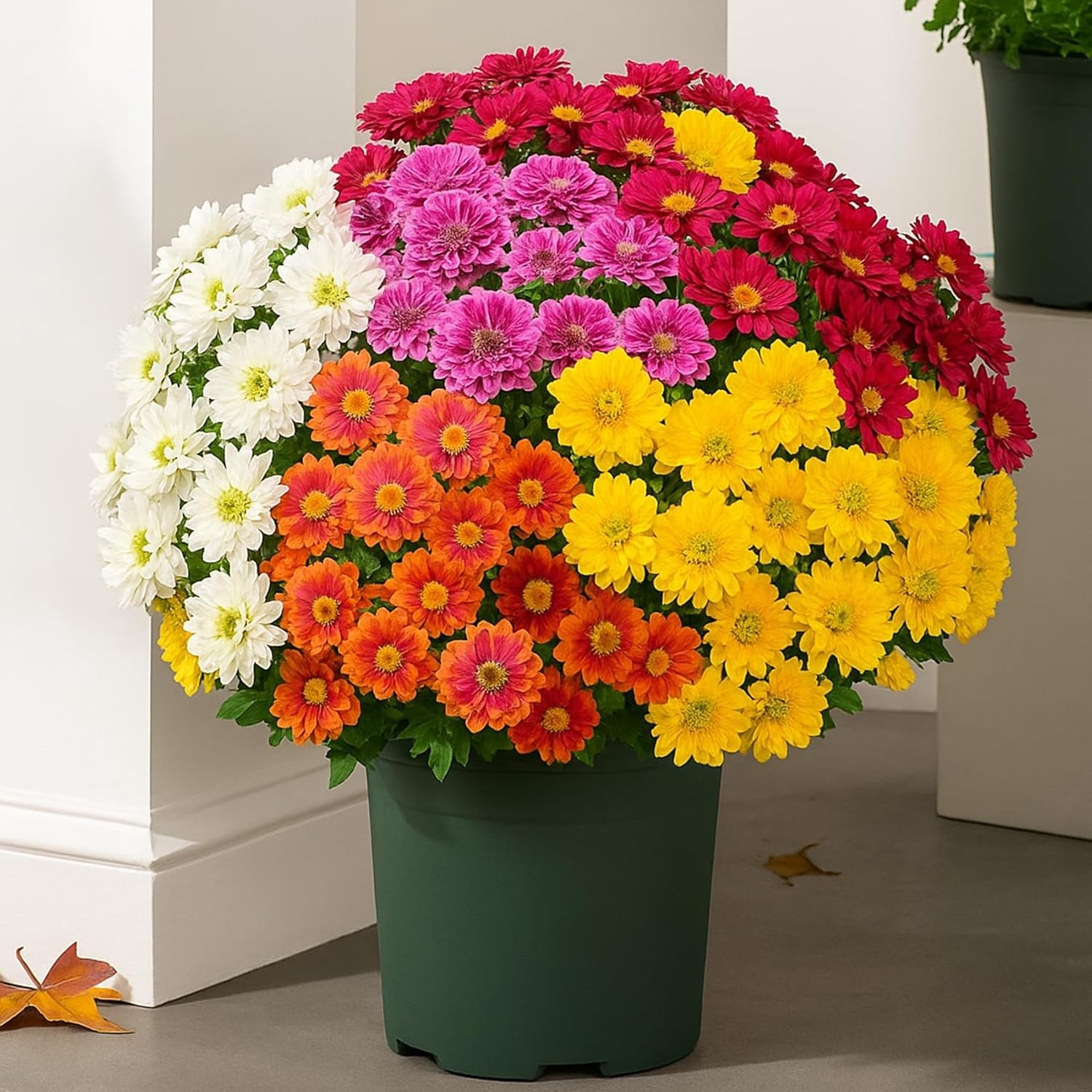 Funsdecor Mums, Artificial Sunset Mums, Artificial Outdoor Sunset Mums Flowers - Picture 36 of 36